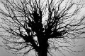 baumgerippe * 660 x 440 * (69KB)