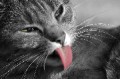 morgentoilette * 660 x 439 * (41KB)