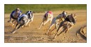 A01_C3P7867_Windhunderennen_4Druck * 800 x 423 * (99KB)