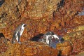 Pinguin0027h * 660 x 440 * (452KB)