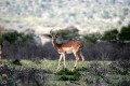 Springbock0008q * 660 x 440 * (304KB)