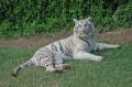 Tiger0027q * 660 x 438 * (427KB)