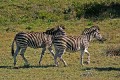 Zebra0010q * 660 x 440 * (474KB)