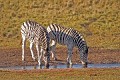 Zebra0014q * 660 x 440 * (421KB)