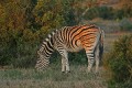 Zebra0016q * 660 x 440 * (360KB)
