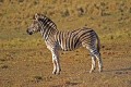 Zebra0017q * 660 x 440 * (357KB)