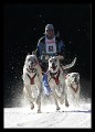 Hunderennen_hoch_0007 * 432 x 600 * (158KB)