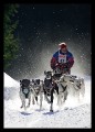 Hunderennen_hoch_0010 * 432 x 600 * (145KB)