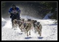 Hunderennen_quer_0011 * 660 x 475 * (166KB)