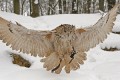 Eule00018 * 660 x 440 * (279KB)