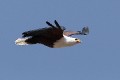 Raubvogel_2 * 660 x 440 * (130KB)