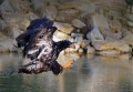 Seeadler0007q * 660 x 460 * (133KB)