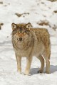 Wolf0004h * 440 x 660 * (209KB)