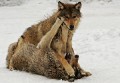 Wolf0008q * 660 x 461 * (269KB)