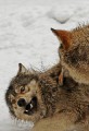 Tiere * (56 Fotos)