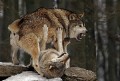 Woelfe * (20 Fotos)