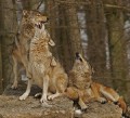 Wolf0018quadrat_neu_web * 660 x 604 * (384KB)