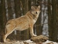 Wolf0019quadrat_neu_web * 660 x 502 * (285KB)