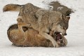 Wolf0021q_neu_web * 660 x 440 * (261KB)