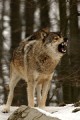 Wolf0022h_neu_web * 443 x 660 * (279KB)