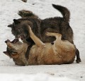 Wolf0024quadrat_neu_web * 660 x 634 * (369KB)